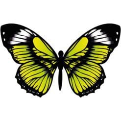 Butterfly-3-Main-Product-Image