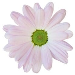 Flower-13-Main-Product-Image