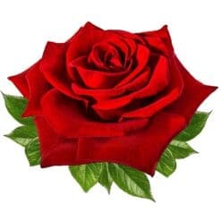 Rose-1-Main-Product-Image