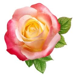 Rose-11-Main-Product-Image