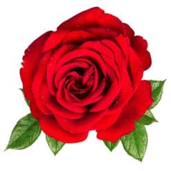 Rose-13-Main-Product-Image