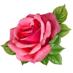 Rose-7-Main-Product-Image