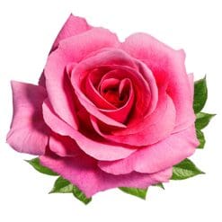 Rose-8-Main-Product-Image